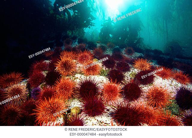 Red sea urchins (Strongylocentrotus franciscanus). Pacific Northwest