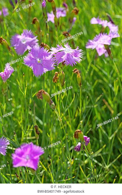 Feathered Pink, Cottage pink (Dianthus plumarius), blooming, Germany