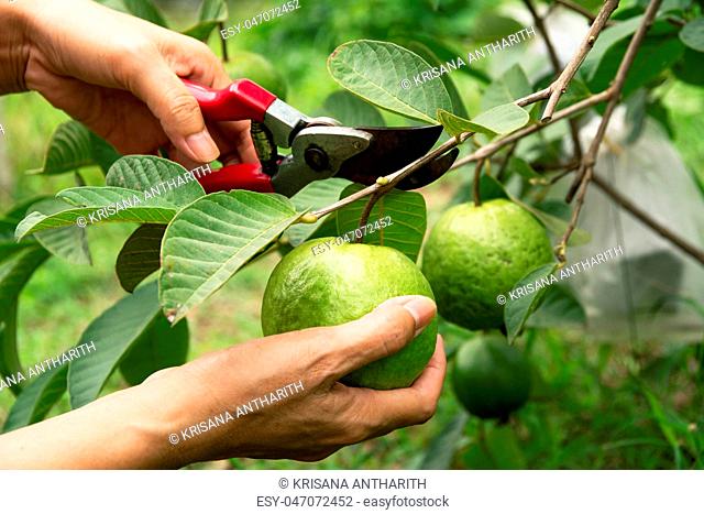 gardener pruning guava trees with pruning shears on nature backg