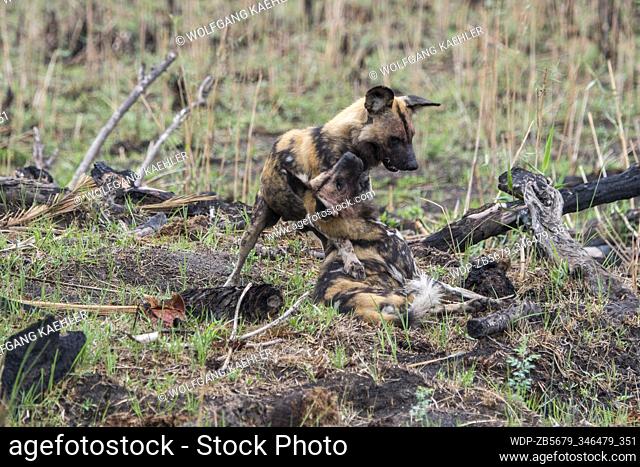 The alpha male African wild dog (Lycaon pictus), an endangered animal, courting the alpha female dog in heat, in the Jao concession, Wildlife