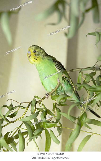 Branch, budgerigar, Melopsittacus undulatus, yellow-green, bird, parakeet, sits, captivity, pet, animal parrot-birds coloring yellow, green caught, indoors