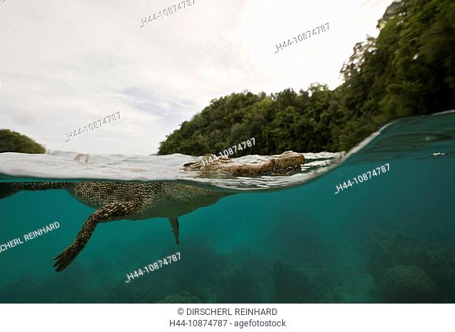 Salzwasser-Krokodil, Crocodylus porosus, Mikronesien, Palau, Saltwater Crocodile, Crocodylus porosus, Micronesia, Palau