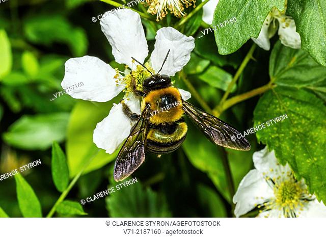 Digger Bee (Anthophora abrupta) on Running Raspberry (Rubus sp.)