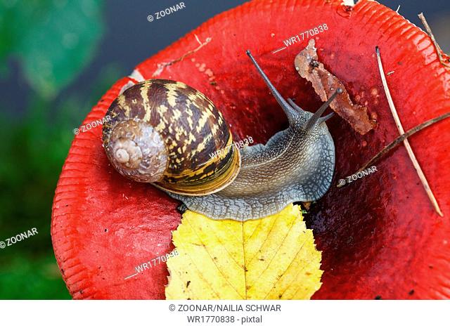 Snail in Summer Garden