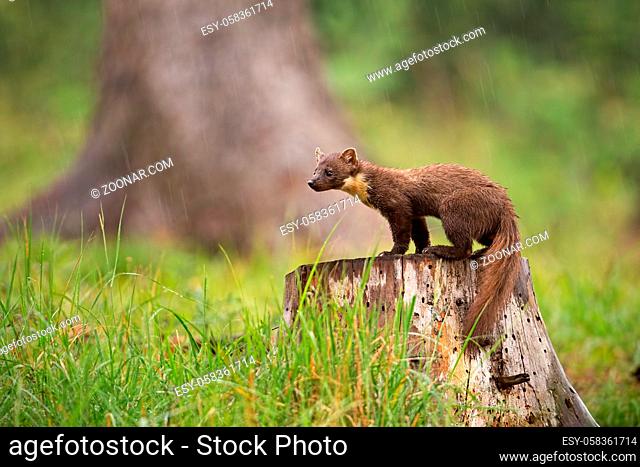 European pine marten, martes martes, standing on a stump in forest in rain. Small predator looking for a prey. Wildlife scenery from nature