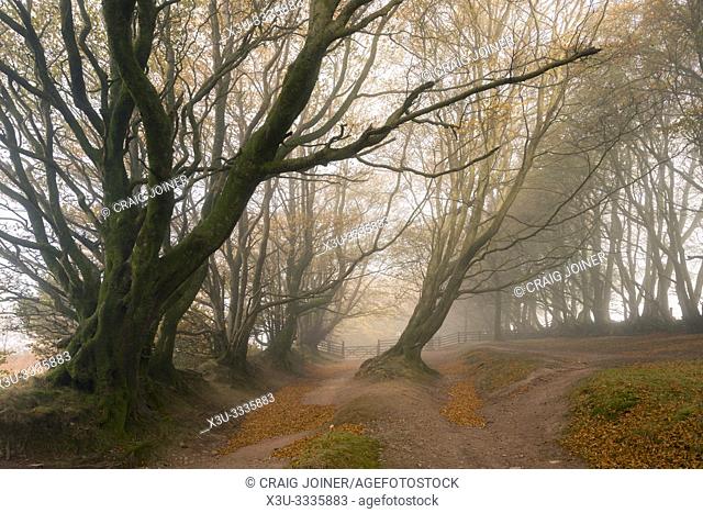 Trees in a misty autumn morning at Drove Road in the Quantock Hills near Crowcombe, Somerset, England
