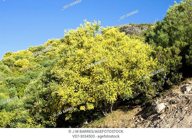 Portuguese broom, Spanish broom or hairy fruited broom (Cytisus striatus) is a shrub endemic to western Iberian Peninsula and north Africa