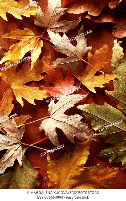 Colorful autumn leaves on wooden background