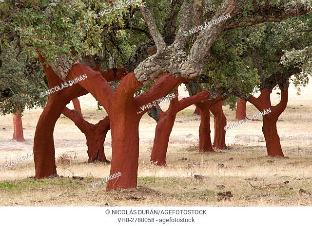 Alcornocal. Oak cork uncorked, Quercus suber. San Vicente de Alcántara. Badajoz province, Extremadura. Spain