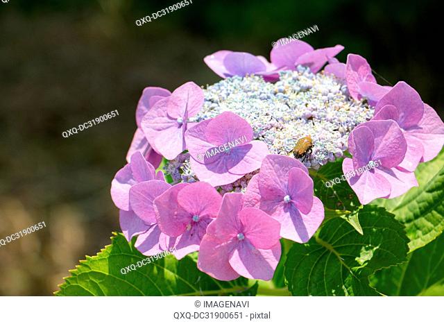 Hydrangea and Flower chafer