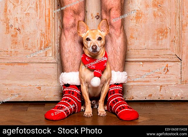 christmas santa claus chihuahua dog as a holiday season between his owners wearing noel stockings or socks