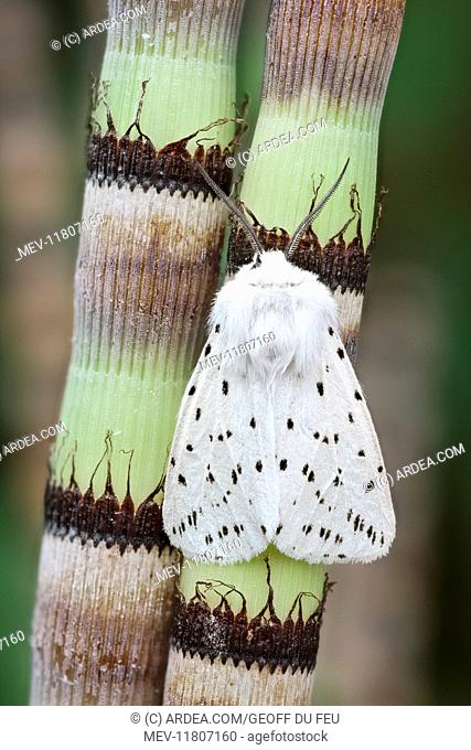 White Ermine Moth on Horsetail Reed , Norfolk UK