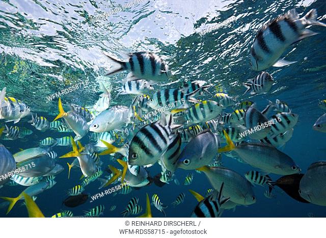 Colorfully schooling Fishes, Micronesia, Palau