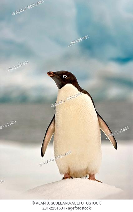 Adelie penguin on ice floe in the South Orkney Islands, Antarctica. Digitally manipulated Image. Composite of two images