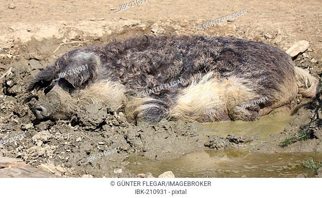 Mangalitza pig wallows in the mud (Cochon domestique)