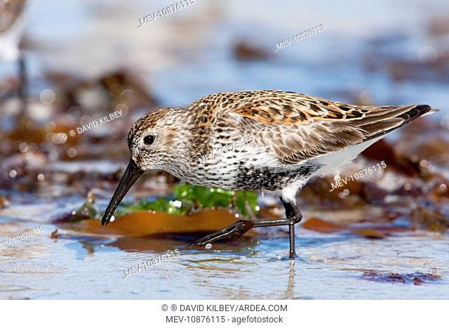 Dunlin - adult feeding on foreshore (Calidris alpina). North Uist, Outer Hebrides, Scotland, UK