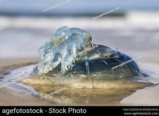 28 September 2022, Schleswig-Holstein, Westerland/Sylt: A blue nettle jellyfish lies on the Brandenburg beach in the sunshine. Photo: Frank Molter/dpa