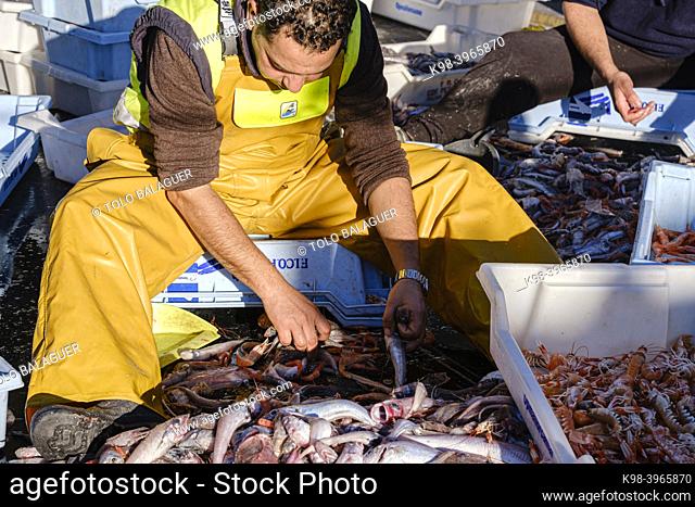 sailors selecting the fish, pesca de arrastre o pesca de bou, Andratx, Mallorca, Balearic Islands, Spain