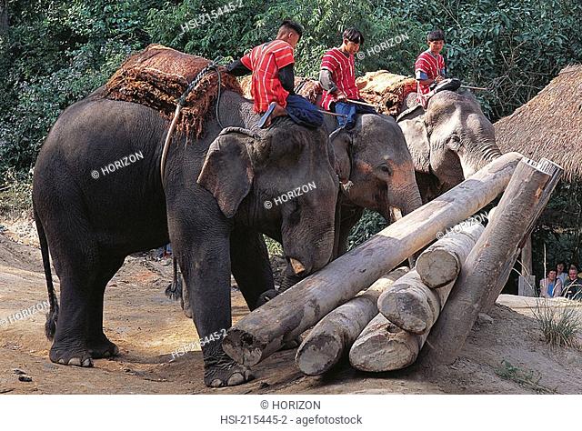 Travel, Thailand, Chiang Mai, Elephants, Working demonstration