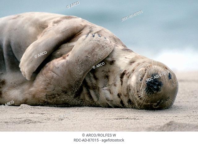 Grey Seal, Helgoland, Schleswig-Holstein, Germany, Halichoerus grypus