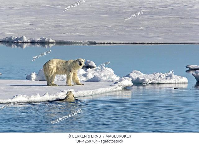Polar bears (Ursus maritimus) on pack ice, Spitsbergen, Norway