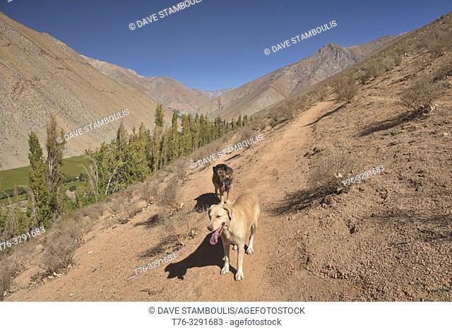Thirsty dogs walking above the beautiful Elqui Valley, Pisco Elqui, Chile