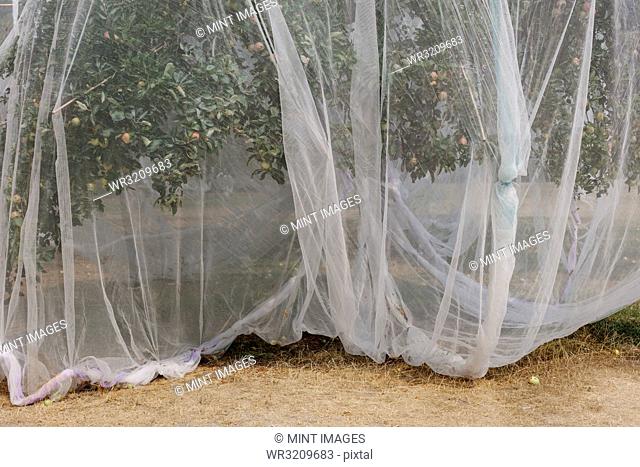 Protective mesh fabric covering apple trees bearing young fruit in summer in a commercial orchard. Pesticide-free farming and food production