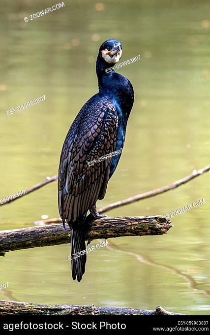 The great cormorant, Phalacrocorax carbo known as the great black cormorant across the Northern Hemisphere, the black cormorant in Australia and the black shag...