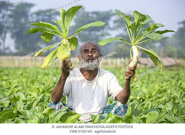 White radish farmer in the field at Jessore, Bangladesh