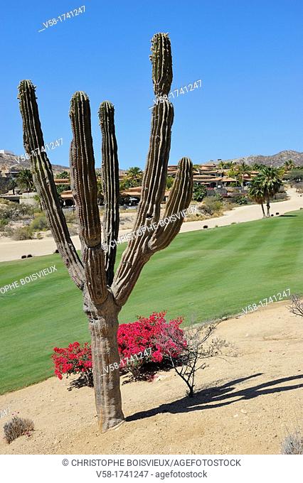 Mexico, Baja California, Los Cabos, Palmilla golf course