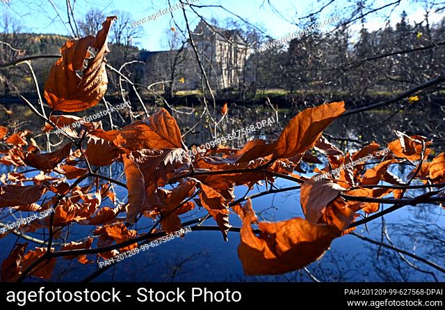 24 November 2020, Thuringia, Friedrichroda: Dried leaves hang on a branch in the park of Schloss Reinhardsbrunn. It was built in 1827 on the ruins of the house...