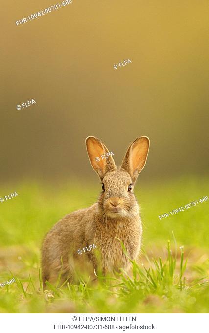 European Rabbit (Oryctolagus cuniculus) young, alert, sitting on edge of wheat field, Norfolk, England, April