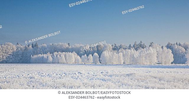 Winter landscape with trees snow wrapped against blue sky, Podlasie Region, Poland, Europe
