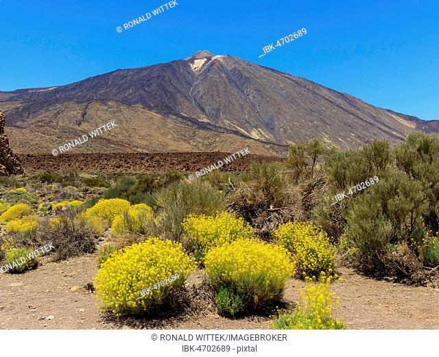 Volcano Pico del Teide, flixweed (Descurainia bourgaeana) in bloom, Las Cañadas del Teide National Park, Tenerife, Canary Islands, Spain