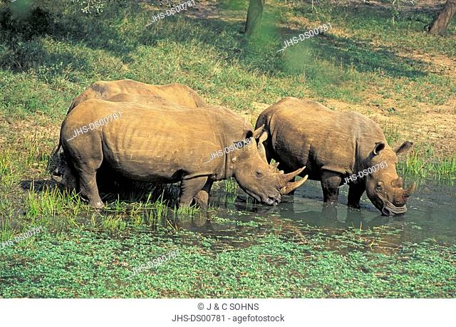 White Rhinoceros, Square Lipped Rhinoceros, Ceratotherium simum, Mkuzi Game Reserve, Natal, South Africa, group of adults drinking at water