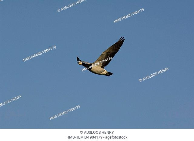 Barnacle Goose (Branta leucopsis), in flight