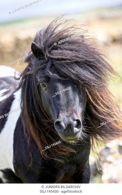 Miniature Shetland Pony Portrait of piebald stallion Shetlands, Unst