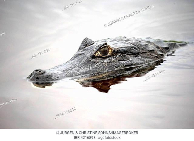 Yacare caiman (Caiman Yacare), adult, in water, portrait, Pantanal, Mato Grosso, Brazil