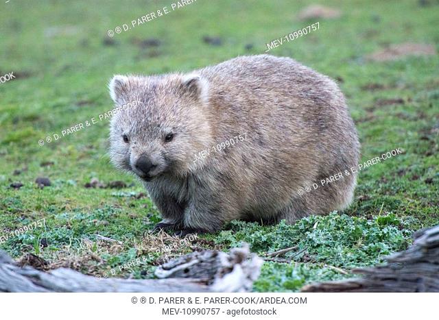 Common Wombat female adult with pouch young moving out onto marsupial grassland to graze late afternoon Maria Island Tasmania Australia