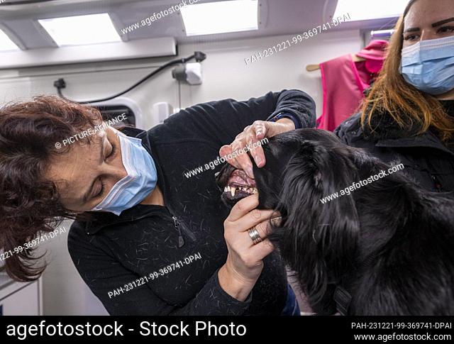 FILED - 24 November 2023, Berlin: Vet Jeanette Klemmt (l) examines three-year-old dog Skittelz in her mobile veterinary practice while talking to 21-year-old...