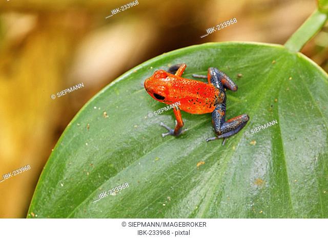 Red and Blue Blue Jeans poison dart frog, Strawberry Poison Dart Frog, Poisoned dart frog, poison arrow frog, Bluejeans frog, Dendrobates pumilio, Costa Rica