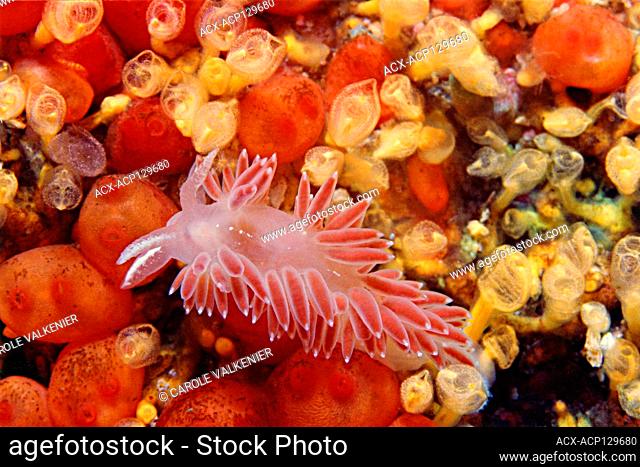Red-gilled aeolid nudibranch (Flabellina verrucosa), Queen Charlotte Strait, BC