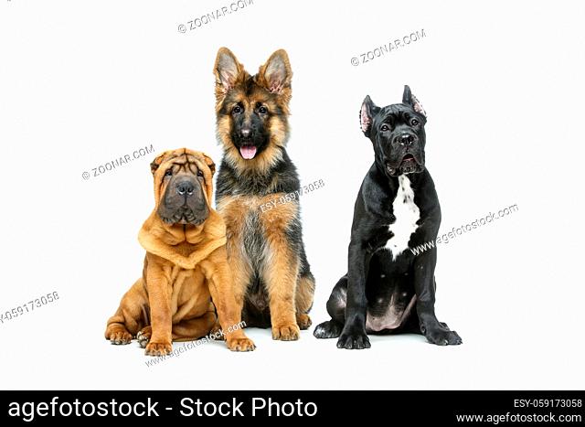 beautiful shar pei, cane corso and german shepard puppy dogs isolated on white background. copy space