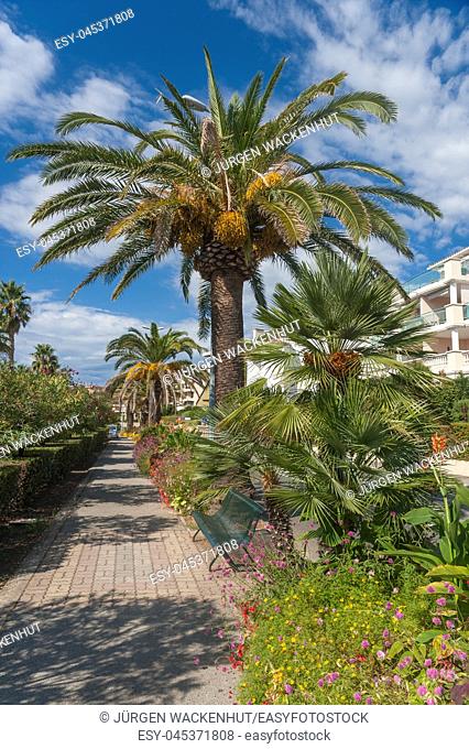Palm trees on Boulevard Raymond Poincaré, Saint-Raphael, Var, Provence-Alpes-Cote d`Azur, France, Europe