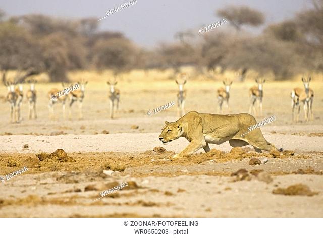 Loewin Panthera leo auf der Jagd nach Springbock Antidorcas marsupialis, Nxai Pan, Makgadikgadi-Pann-Nationalpark, Botswana, wildlife