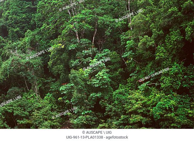 Tropical rainforest, Mossman Gorge. Daintree National Park, Queensland, Australia. (Photo by: Auscape/UIG)