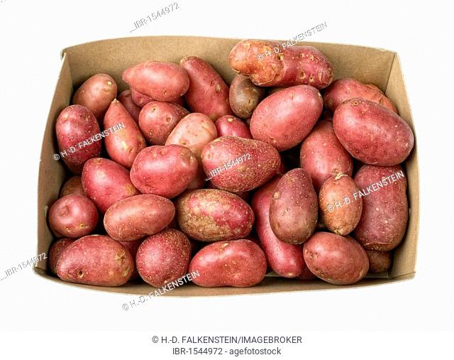Red baby potatoes, Franceline variety from Belgium