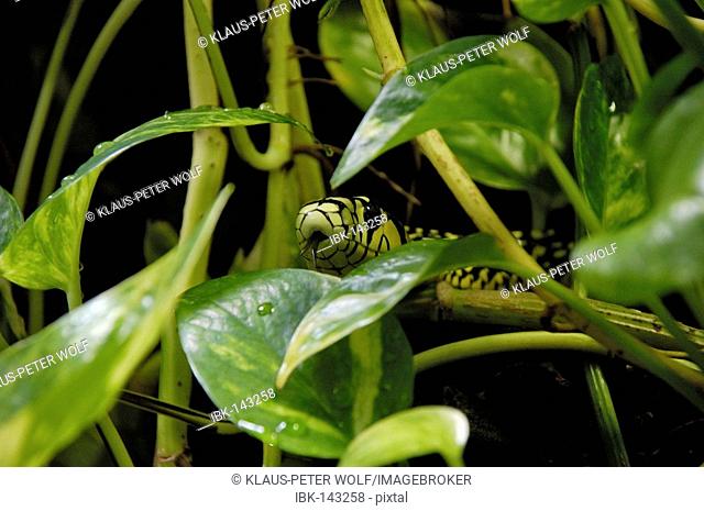 Whip Snake (Spilotes pullatus)