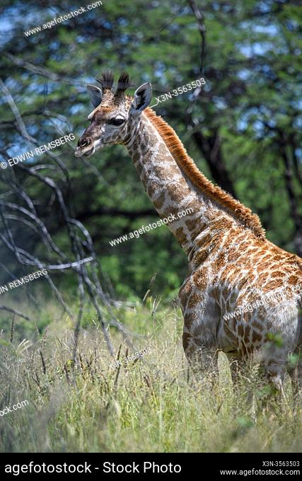 Giraffe (Giraffa) in Etosha National Park, Namibia