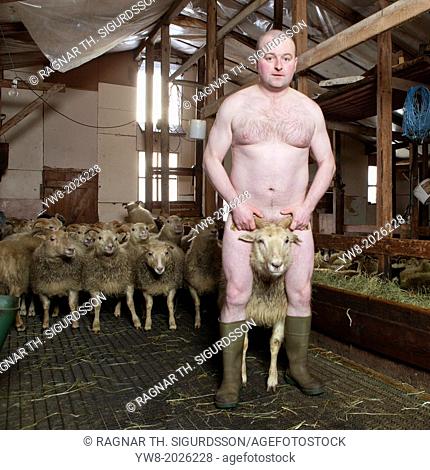 Naked Farmer in barn with sheep, Iceland